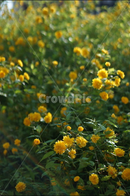 황매화,노랑,봄,빛,겹겹,봄,계절,spring,season,식물,자연,plants,nature,꽃,flower,plant