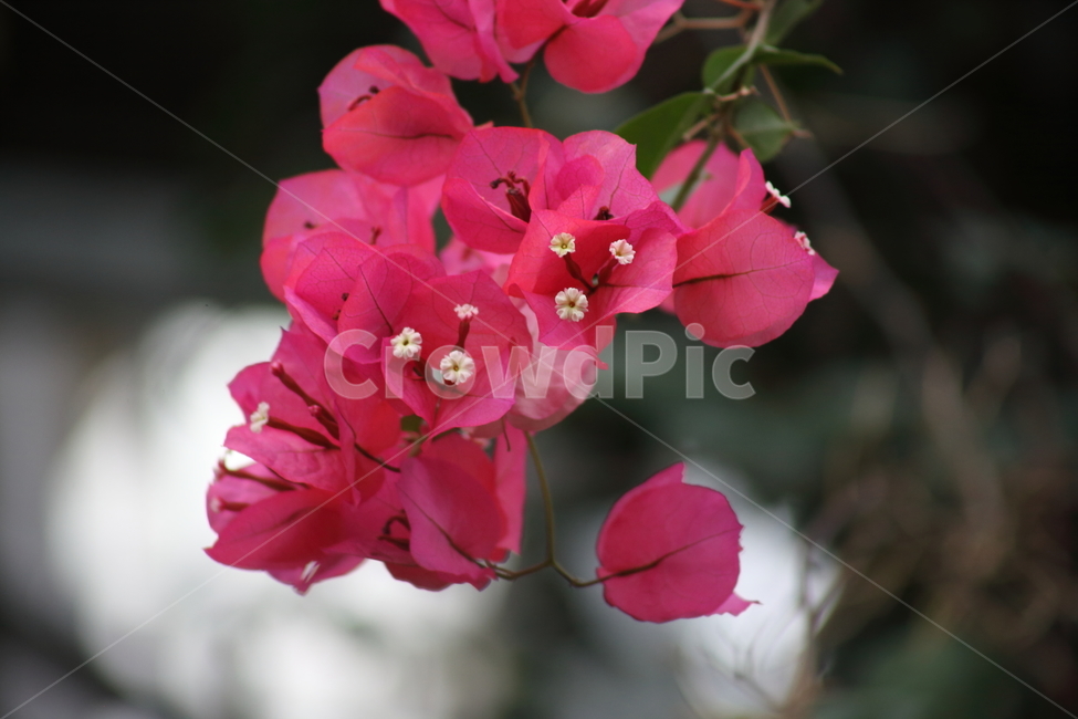 부겐빌레아,꽃,식물,bougainvilleaspectabilis,flower,식물,자연,plants,nature,꽃,flower