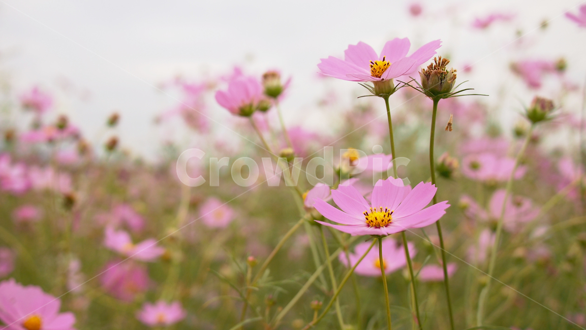해바라기,가을꽃,cosmos,코스모스,꽃밭,꽃봉우리,가을,가을,계절,fall,autumn,season,식물,자연,plants,nature,꽃,flower,plant