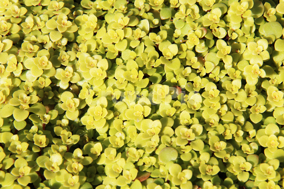 봄소식,봄봄,새싹,나들이,컬러,식물,자연,plants,nature