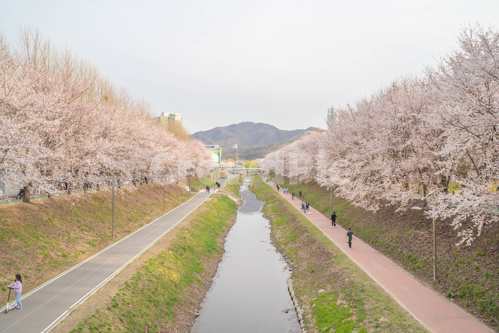 봄,벚꽃,양재천,핑크,산책