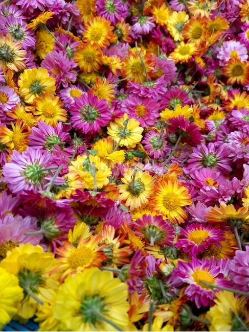 flower,꽃,blossom,식물,plant,꽃,flower