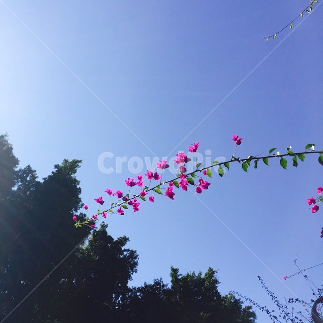 꽃,야생화,나무,하늘,분홍꽃