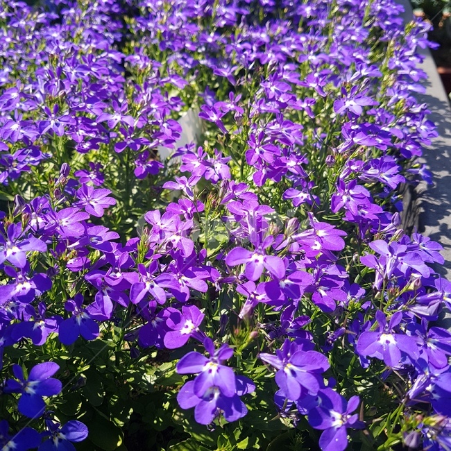 꽃,꽃잔디,보라색꽃,꽃밭,식물,보라색,purple,flower