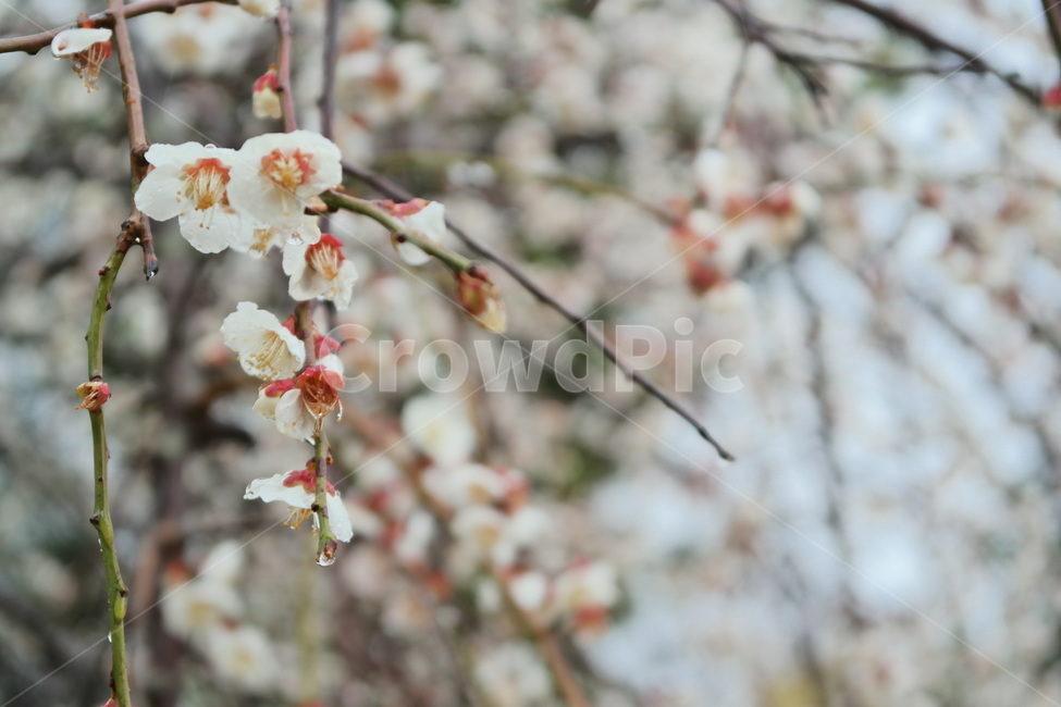 매화,봄꽃,봄,봄비,비,꽃,flower,blossom,plant,식물
