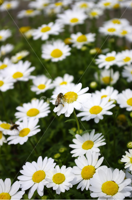 꽃,식물,color,flower,마가렛,식물,자연,plants,nature,꽃,flower