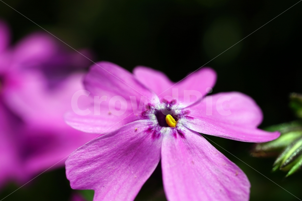 봄,꽃,플라워,flower,자연,풍경,경치,식물,이파리,spring,산뜻,따뜻,지면패랭이,접사,macro,클로즈업,closeup,tree,숲,숲속,산림,삼림,조경,plants,봄꽃,감성,힐링,landscape,식물,자연,plants,nature,꽃,flower