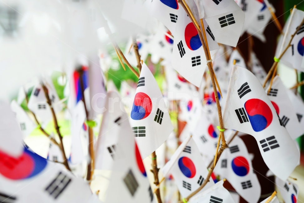 태극기,대한민국,우리나라,태극기나무,한국전통,대한독립,독립만세,한국전통,한국문화,korean traditional,korean culture