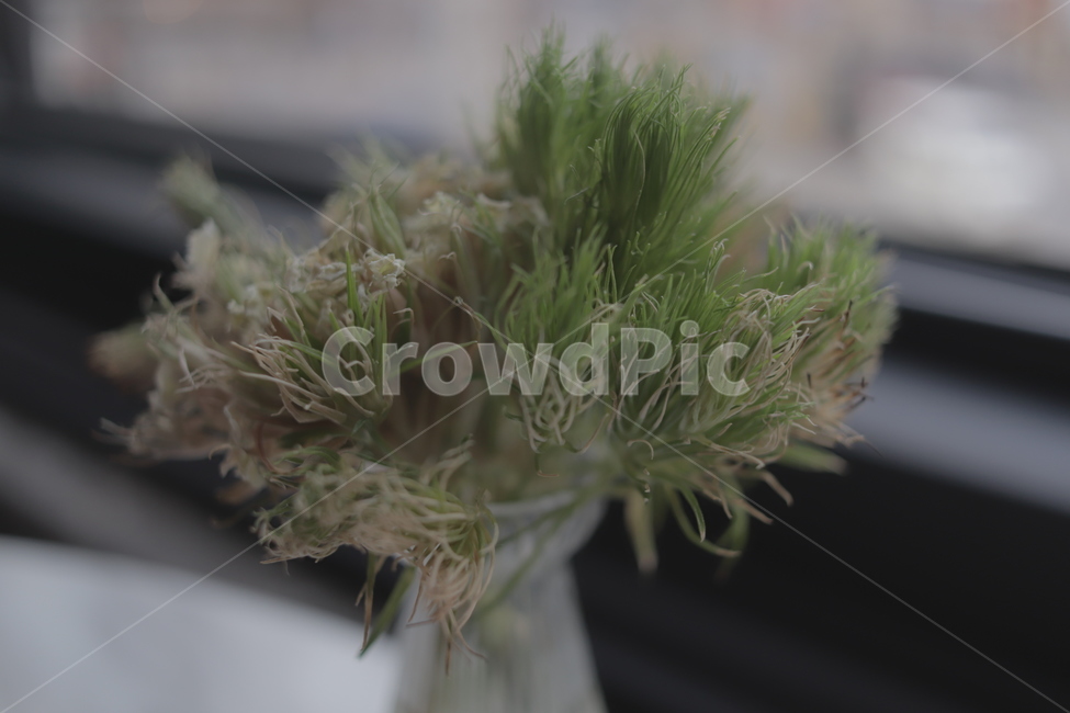 접사,식물,풀,소품,초록,식물,자연,plants,nature,실내용화초,화분,화초,house plant