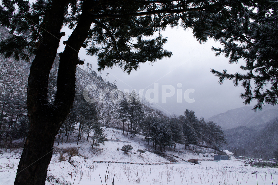 나무,식물,plant,겨울,winnter,설경,눈,겨울,계절,winter,season,자연,풍경,nature,landscape,tree,fir,전나무