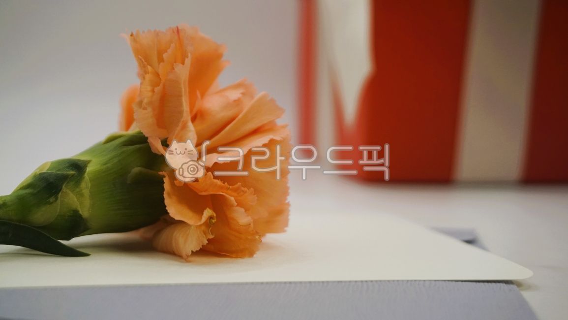 flower,carnaion,꽃,카네이션,생화,어버이날,스승의날,감사,감사합니다,존경합니다,감사인사,배경여백,여백,5월15일,5월8일,선생님,스승,선물,선물박스,박스,빨간박스,리본,책