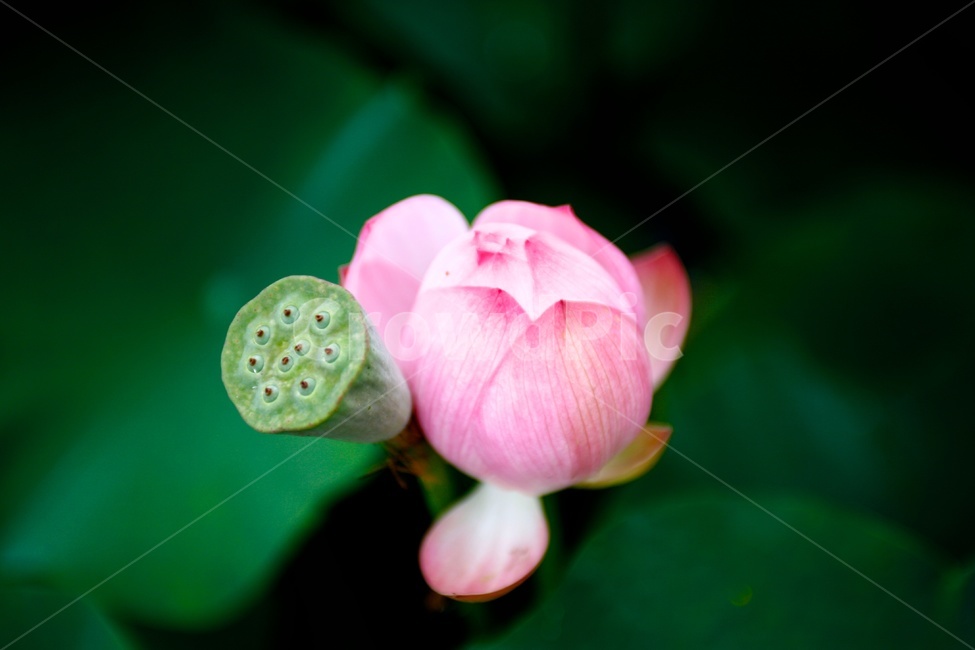 연꽃,lotus,연밥,분홍,pink,녹색,꽃봉오리,식물,자연,plants,nature,꽃,flower
