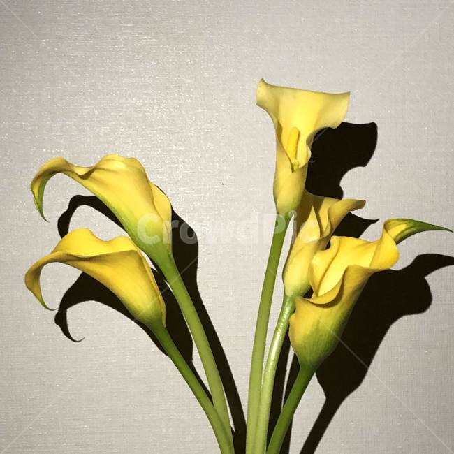 plant,식물,flower,꽃,blossom,나팔꽃,노랑꽃,예쁜,아름다운,식물,자연,plants,nature,꽃,flower