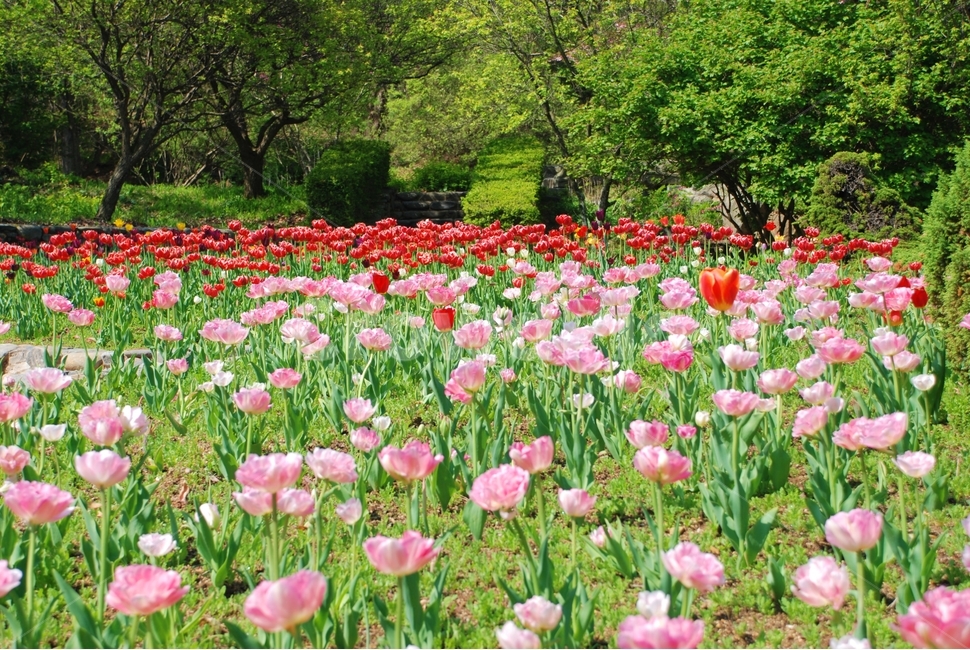 꽃,봄,튤립,식물,자연,봄,계절,spring,season,식물,자연,plants,nature,꽃,flower,plant