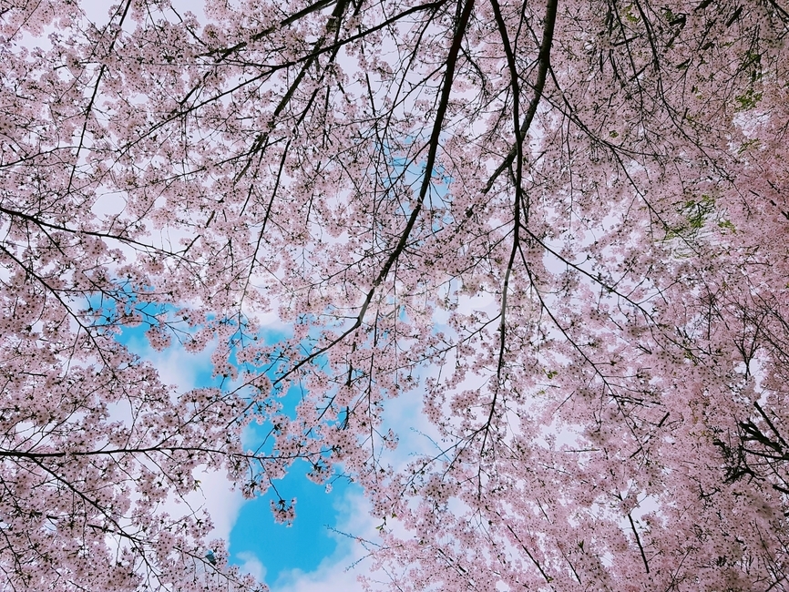 봄,벚꽃,분홍색,꽃,나무,봄,계절,spring,season,식물,자연,plants,nature,꽃,flower,plant,blossom,cherry blossom