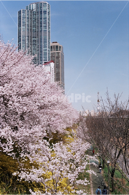 봄,양재천,벚꽃,개나리,감성,필름,필름카메라,봄,계절,spring,season,도시,풍경,city,landscape,한국도시풍경,한국도시경관,korea cityscape,plant,식물,blossom,꽃,flower
