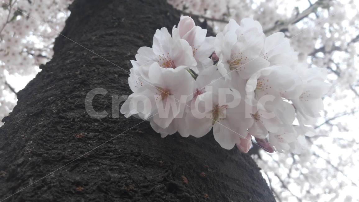 봄,벚꽃,spring,나무,자연,식물,자연,plants,nature,꽃,flower