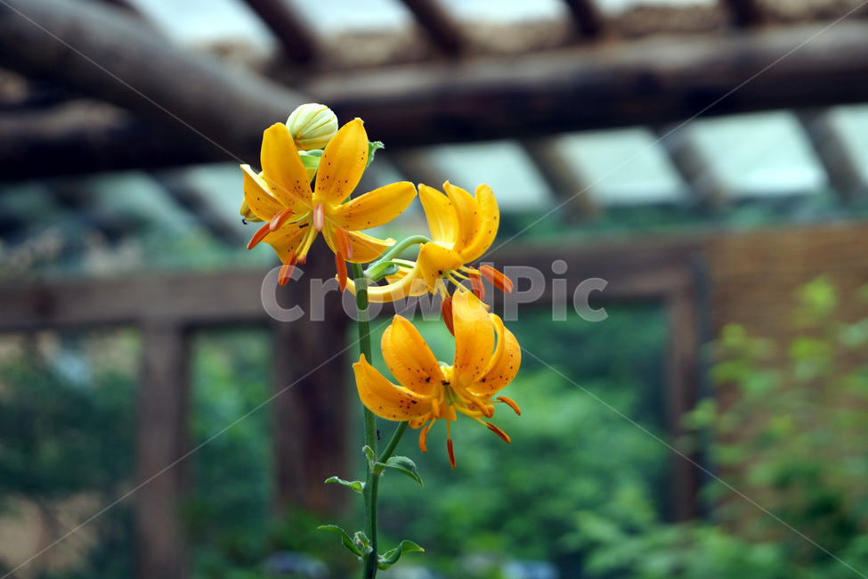 꽃,식물,식물원,화원,공원,자연,flowers,plants,botanicalgardens,flowergardens,parks,nature