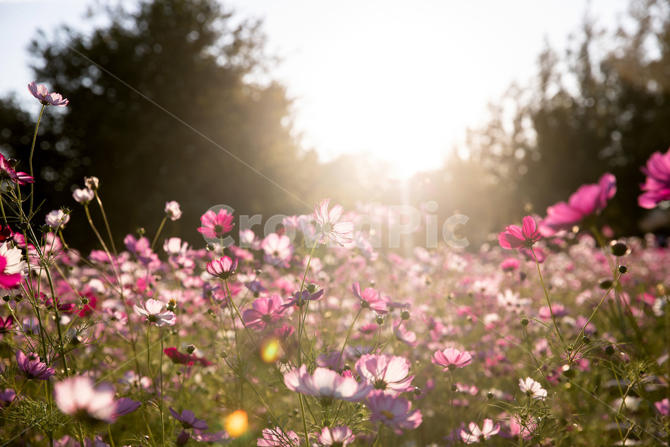 코스모스,가을,일몰,꽃놀이,꽃구경,가을,계절,fall,autumn,season,휴식,힐링,rest,relaxation,healing,spring,봄,plant,식물,light,빛,flare,플레어