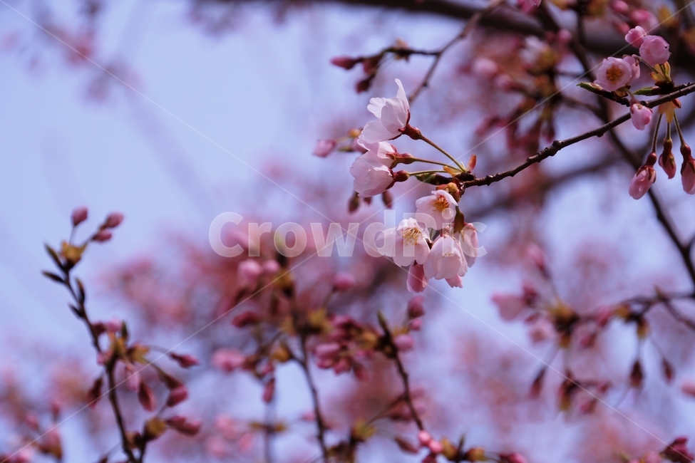 봄,봄꽃,벗꽃,행사,살구꽃,plant,식물,flower,꽃,blossom,봄,계절,spring,season