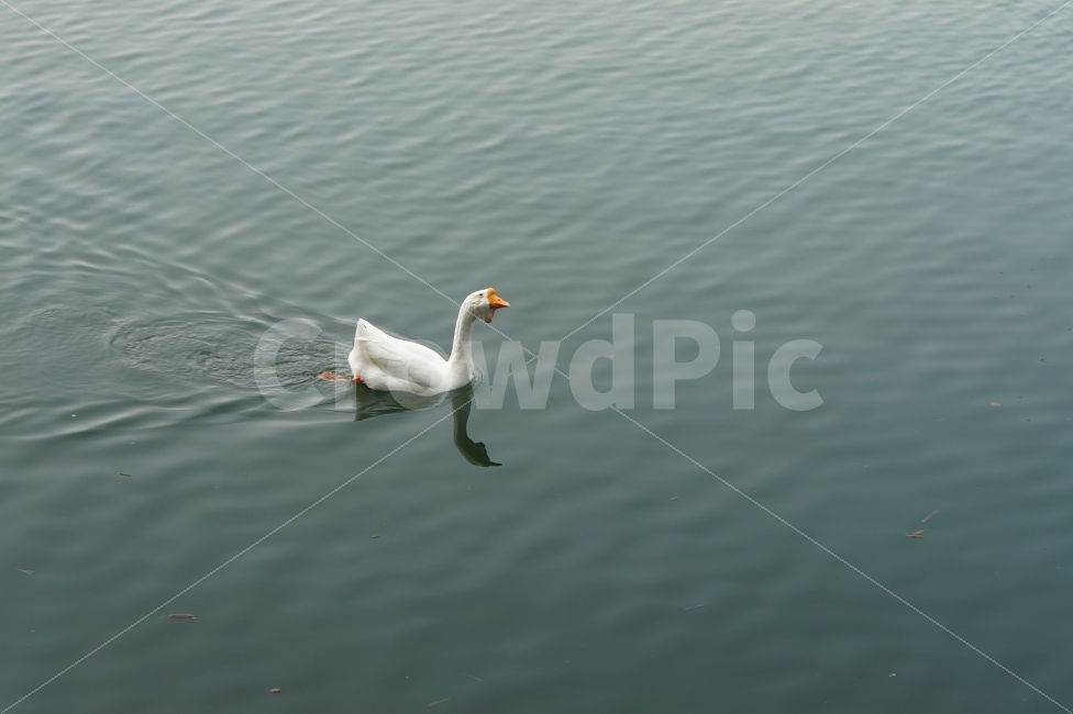 거위,흰거위,헤엄치는거위,물위의거위,외로움,동물,animal,조류,새,birds