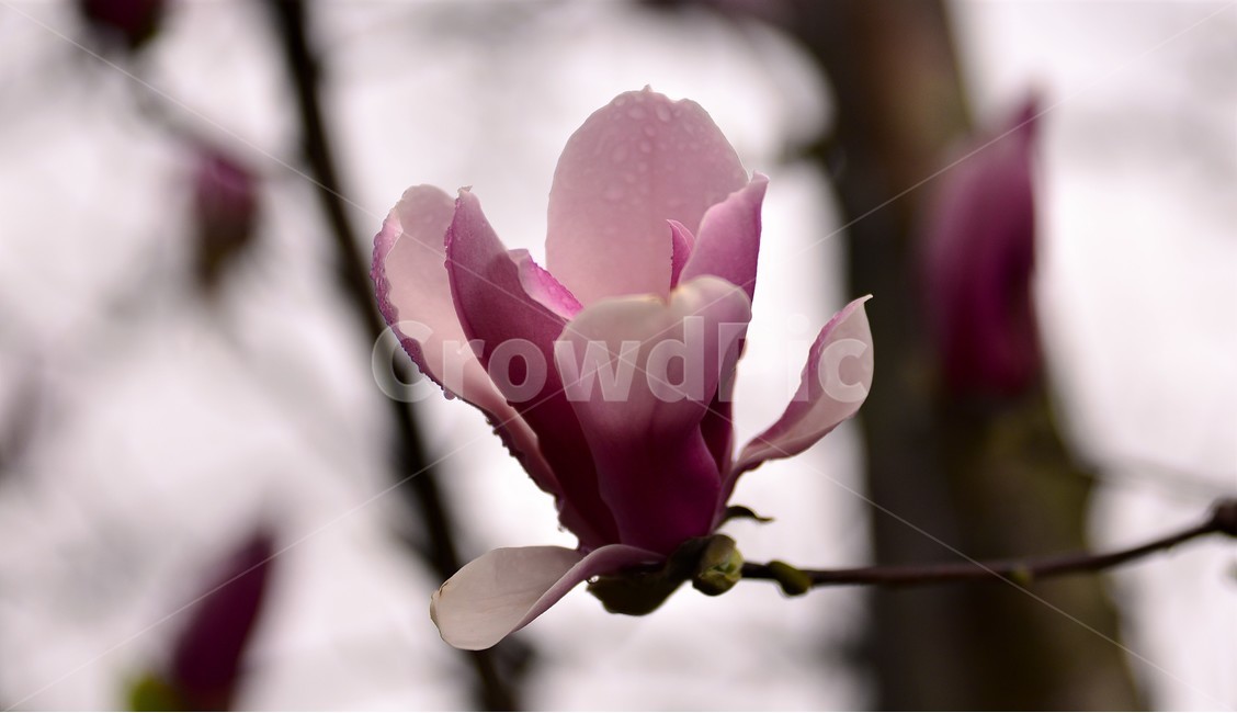 봄,봄비,목련,적목련,꽃,봄,계절,spring,season,식물,자연,plants,nature,꽃,flower,plant,blossom,geranium,제라늄