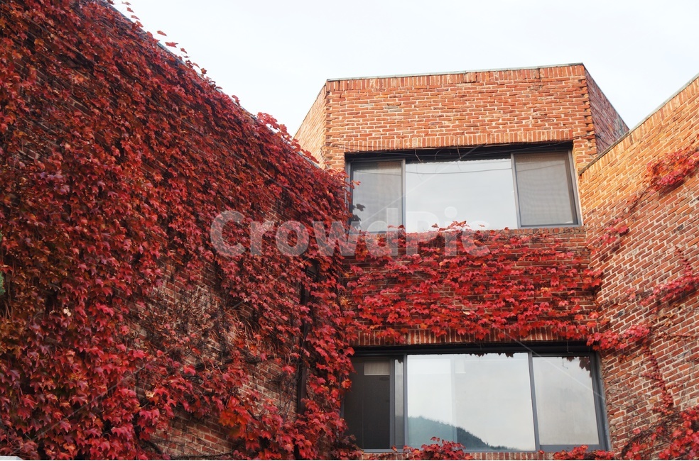담쟁이덩굴,넝쿨식물,넌출성식물,ivy,아이비,빨간담쟁이,단풍,기어오르다,건물벽,담장,가을,빨간벽돌,가을,계절,fall,autumn,season,건축물,건물외관,exterior,building,structure,architecture,construction,plant,식물