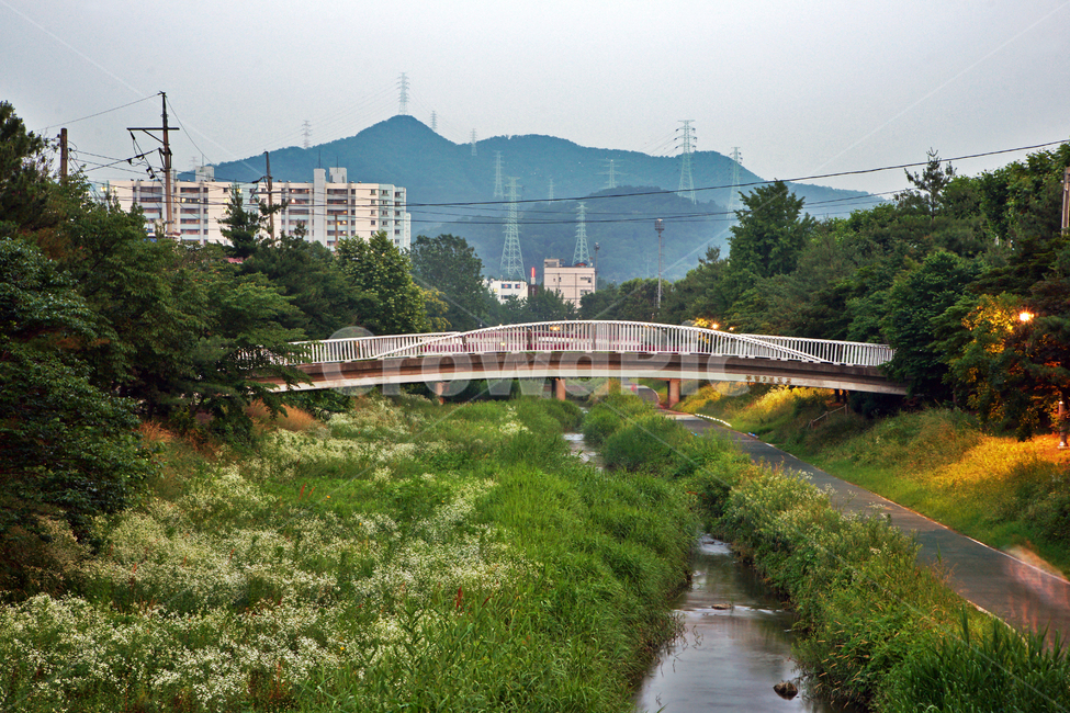 양재천,과천,하천,자연,풀,계절,다리,도시,풍경,city,landscape