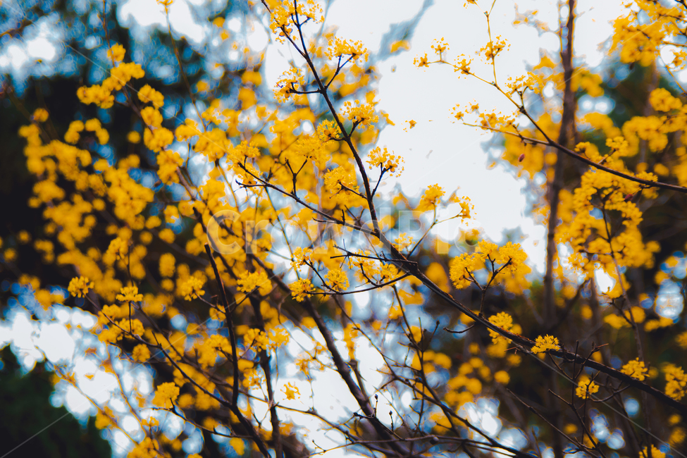 개나리,봄,나무,채도,노랑,벌,하늘,자연,풍경,봄,계절,spring,season,식물,자연,plants,nature,꽃,flower,감성,sensible,feeling,plant,leaf,잎