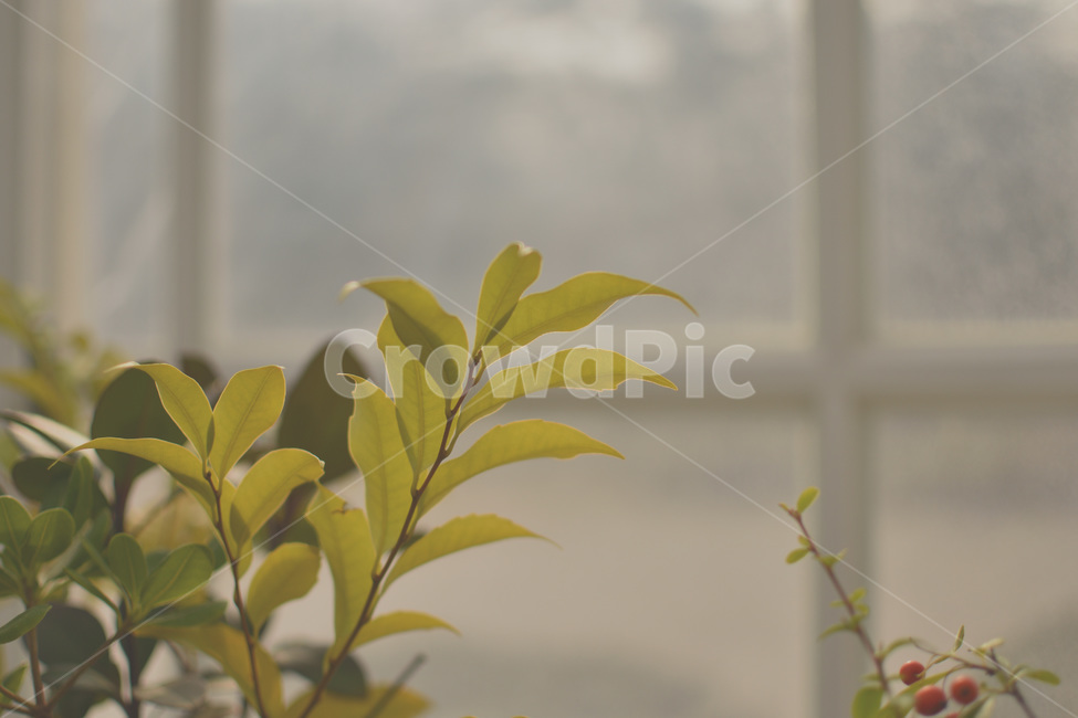 잎,나뭇잎,햇살,온실,초록색,봄,spring,식물,자연,plants,nature,감성,sensible,feeling