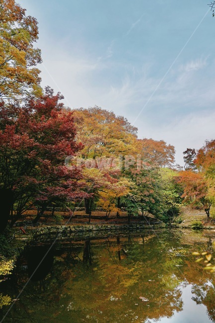 창경궁,연못,단풍,단풍놀이,가을,land,땅,nature,자연,outdoors,옥외,water,물,plant,식물,tree,나무,autumn,가을,계절,fall,autumn,season,자연,풍경,nature,landscape