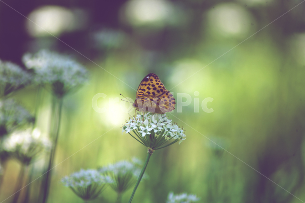 나비,곤충,나방,날개,butterfly,동물,animal,곤충,벌레,insect,bug