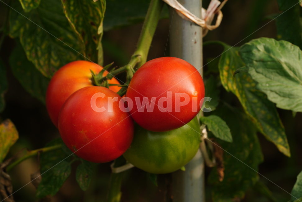 토마토,식물,자연,채소,과일,nature,food,plants,red