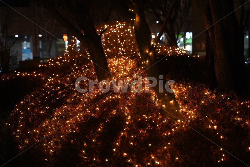 조명,led,야경불,겨울나무,전구,야경,밤,풍경,nightscape,night,landscape,light,빛,flare,플레어,christmas tree,크리스마스 트리,tree,나무,plant,식물,ornament,장식