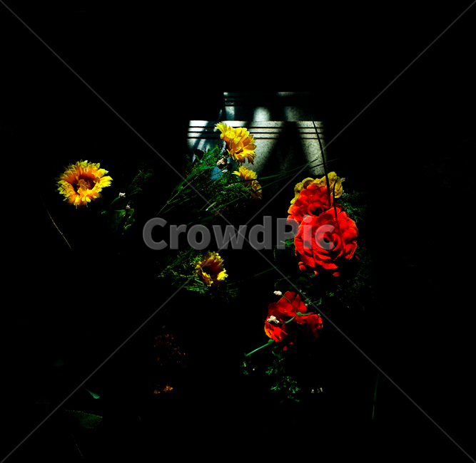 꽃,장미,식물,flower,rose,plant,식물,자연,plants,nature,꽃,flower
