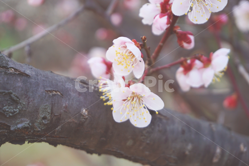 매화,꽃,봉우리,꽃봉우리,봄,분홍색,pink,flower,봄,계절,spring,season,plant,식물