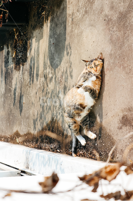 고양이,길고양이,길냥이,cat,냥이,동물,냥냥펀치,동물,animal,포유류,mammal,고양이,cat,kitten,kitty