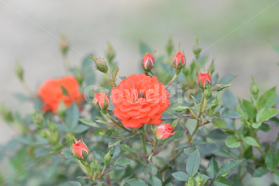 장미,꽃봉오리,꽃,식물,flower,식물,자연,plants,nature,꽃,flower