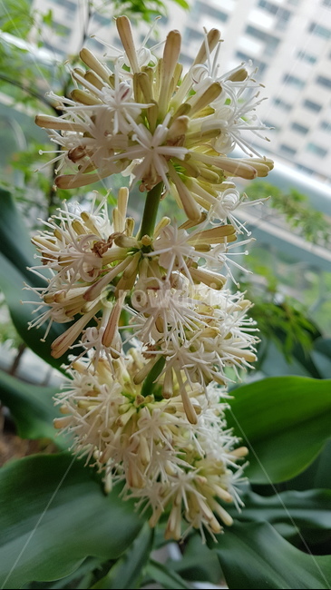 행운목화,행운,행복,행운목,행운목꽃,꽃몽우리,꽃망울,나무,초록,자연,힐링