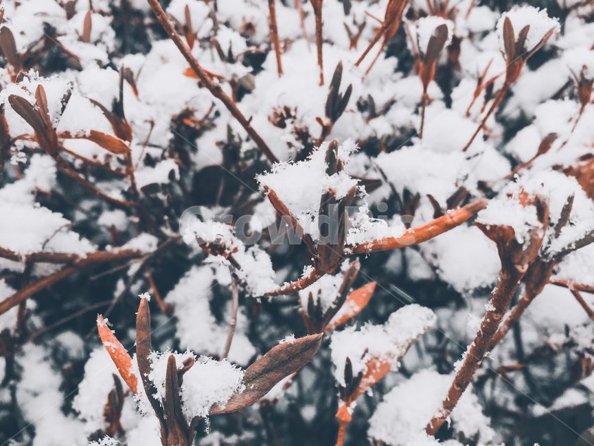 눈꽃,눈,겨울,winter,눈송이