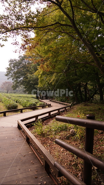 야외,숲길,다리,산책,산책로,풀숲,나무,산,자연,자연,풍경,nature,landscape