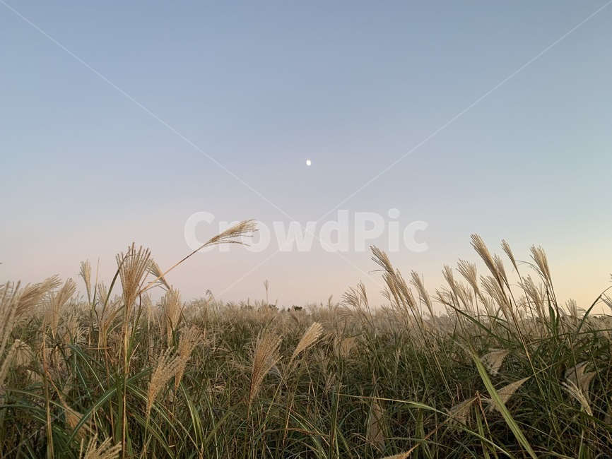 억새,가을,갈대,grass,plant