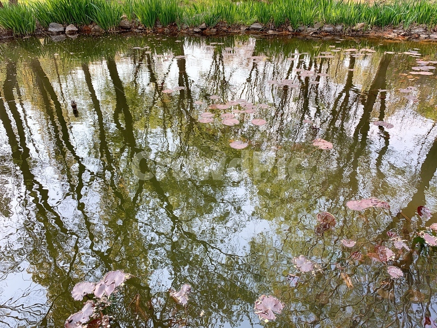 대구수목원,수목원,연못,반영,숲길,반영효과,비침,반사,나무,꽃잎