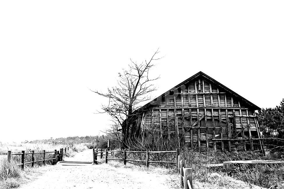 소금창고,갈대,자연,풍경,나무집,흑백,모노톤,monochrome,black and white,건축물,건물외관,exterior,building,structure,architecture,construction