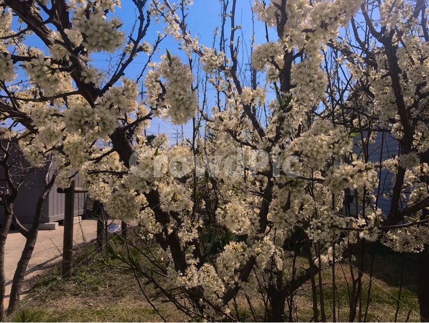 plant,식물,cherryblossom,벚꽃,flower,꽃,blossom,봄,벚나무,나무,색감,감성사진
