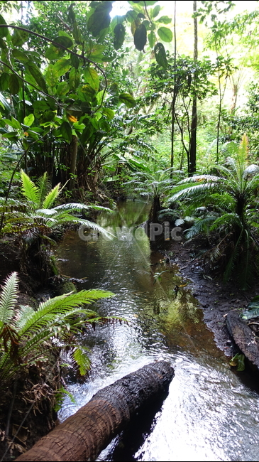 자연,nature,초록,밀림,정글,숲,열대우림,rainforest,forest,jungle,plant,식물,green