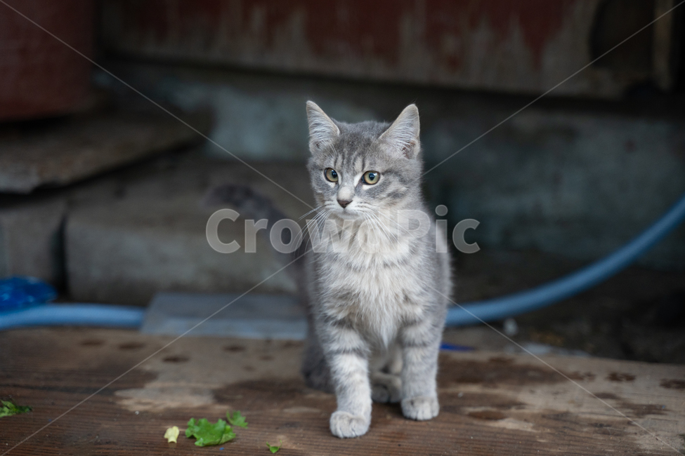 고양이새끼,pet,애완동물,cat,고양이,animal,동물,러시안블루,동물,animal,포유류,mammal,고양이,cat,kitten,kitty