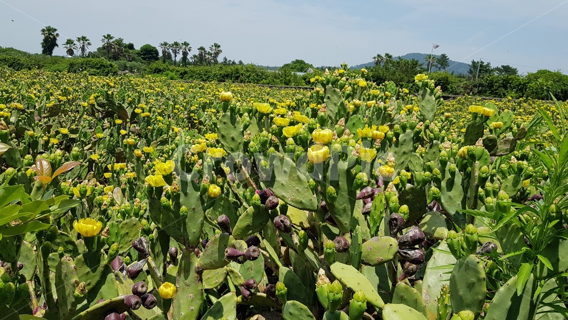 선인장꽃,천년초,제주도,제주꽃,천년초열매,자연,풍경,nature,landscape,식물,plants,꽃,flower,plant