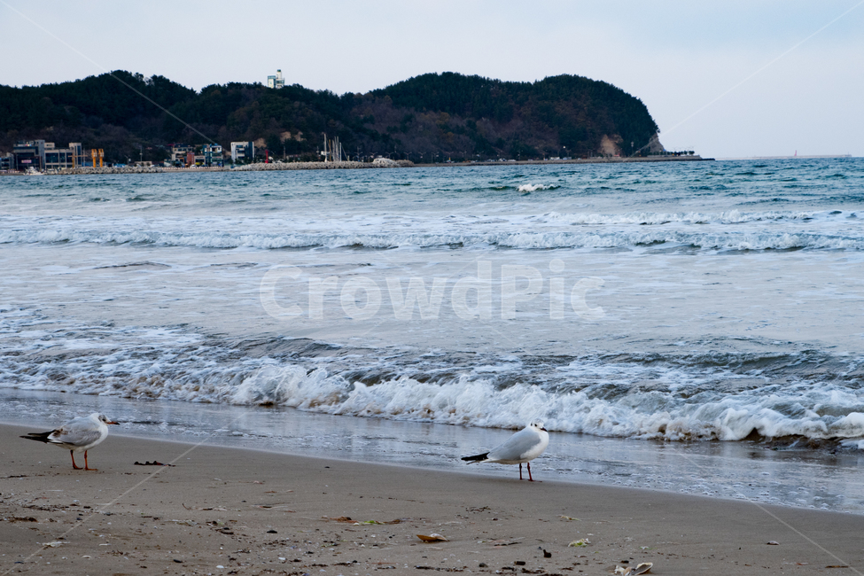 바다,sea,파도,감성,feel,feeling,풍경,갈매기,새,bird,동물,날짐승,해변,바다,beach,sea,동물,animal,조류,새,birds