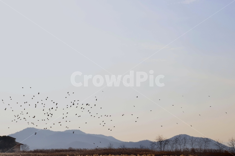 철새,새,새떼,하늘,신비한,자연,겨울,야생,조류,이동,철새떼,bird,sky,migratorybird,migrant